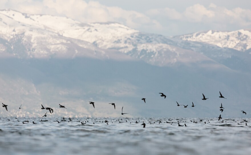 Phalaropes from the Antelope Island Causeway. Sierra Hastings/Sageland Collaborative